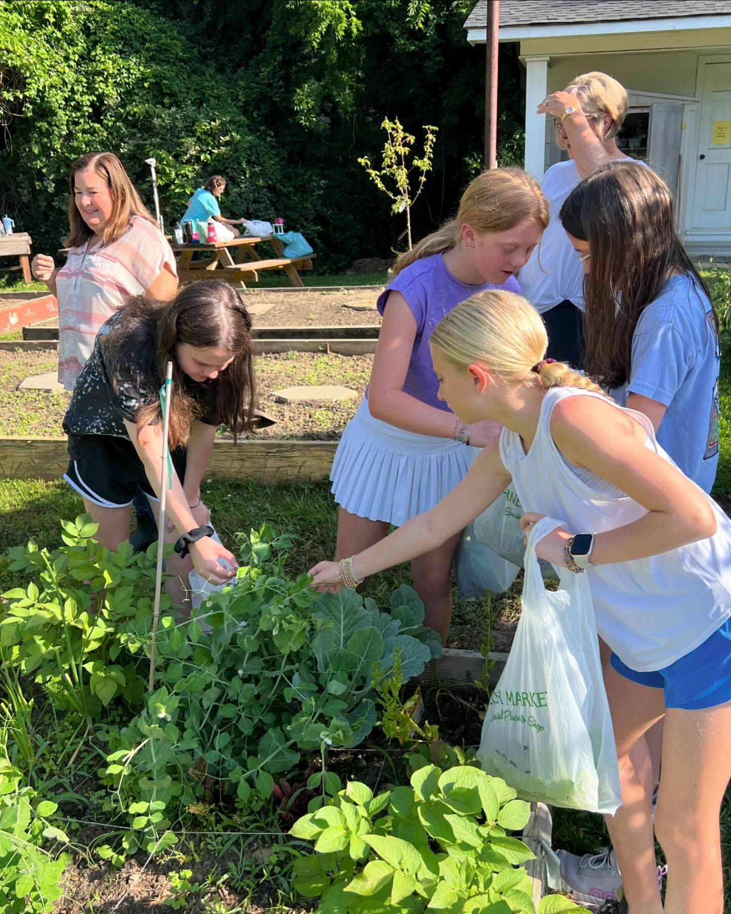 Students working in the organic garden